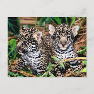 Postal Baby Jaguar Cubs