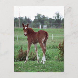 Postal Baby Lynx
