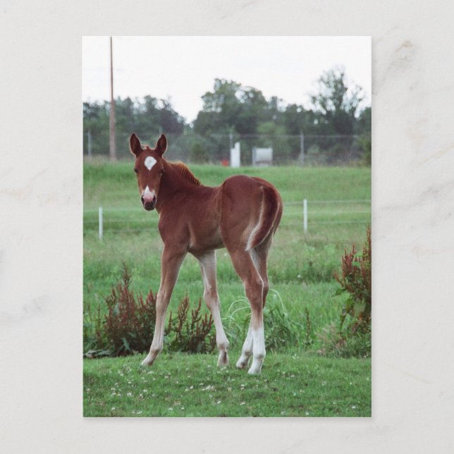 Postal Baby Lynx (Anverso)