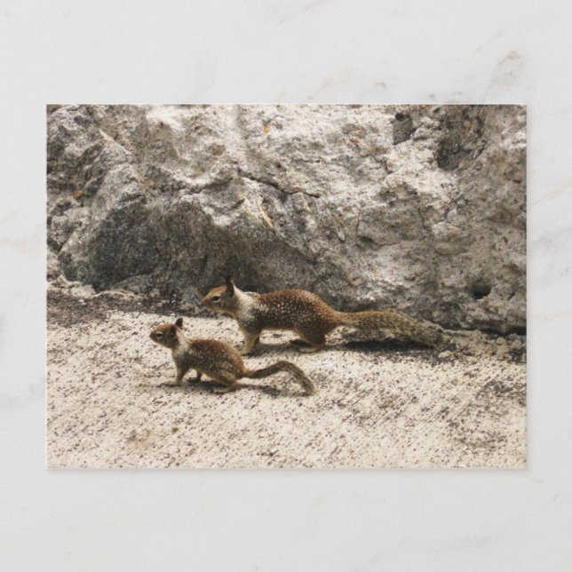 Postal Baby & Mama Squirrel (Anverso)