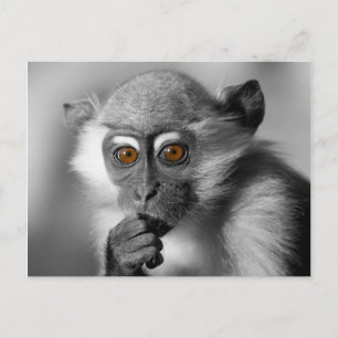 Postal Baby Mangabey Monkey