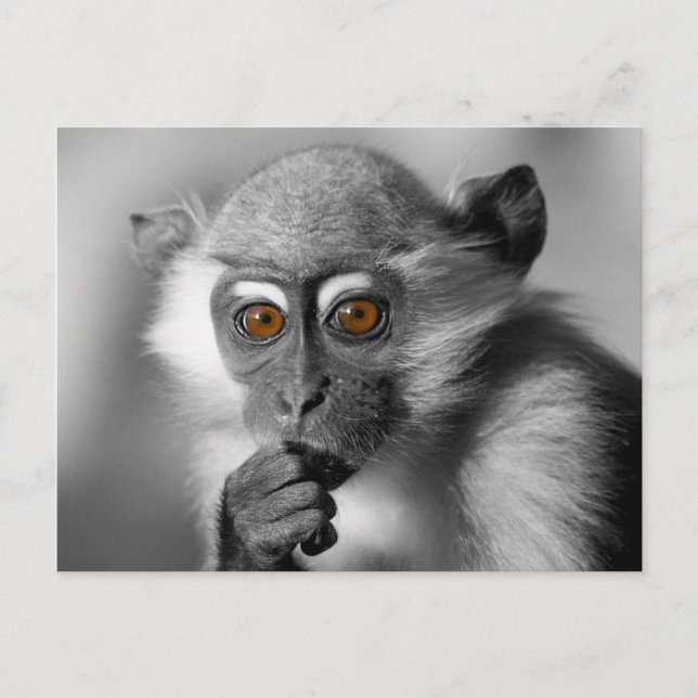 Postal Baby Mangabey Monkey (Anverso)