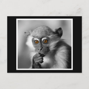 Postal Baby Mangabey Monkey