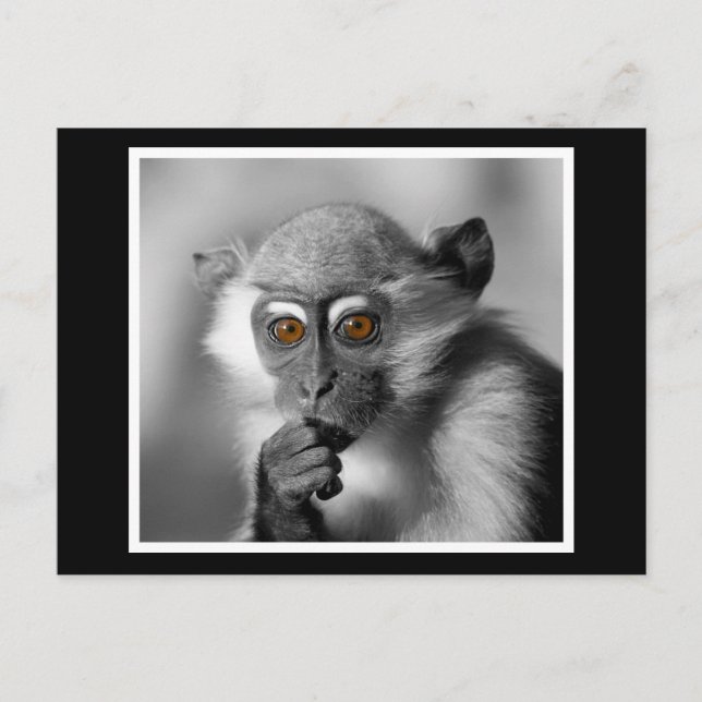 Postal Baby Mangabey Monkey (Anverso)