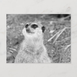 Postal "Baby Meerkat"