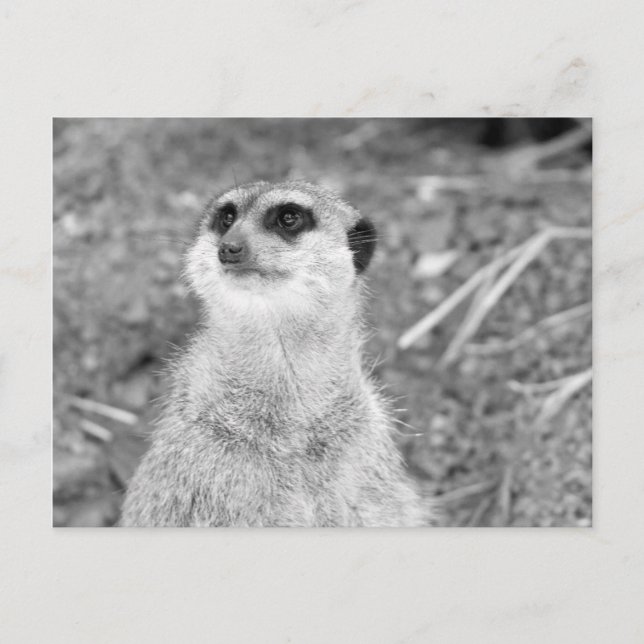 Postal "Baby Meerkat" (Anverso)