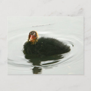 Postal Baby Moorhens