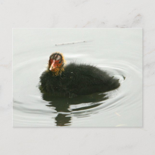 Postal Baby Moorhens (Anverso)