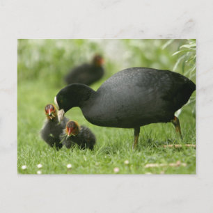 Postal Baby Moorhens