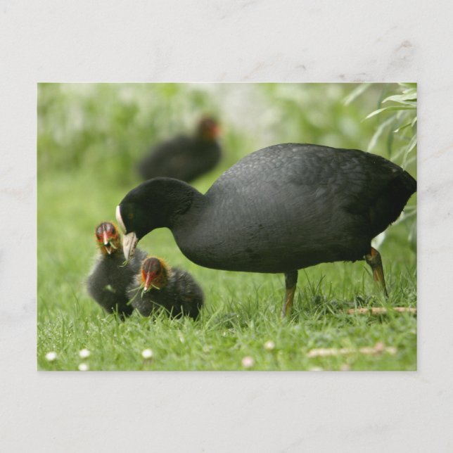 Postal Baby Moorhens (Anverso)