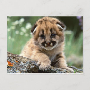 Postal Baby Mountain Lion Cub