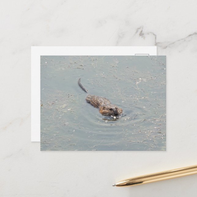 Postal Baby Muskrat (Anverso/Reverso In Situ)