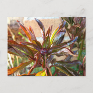 Postal Baby Peony Bud