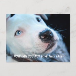 Postal Baby Pitbull Puppy