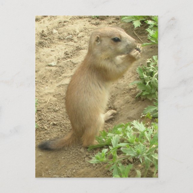 Postal Baby Prairie Dog (Anverso)