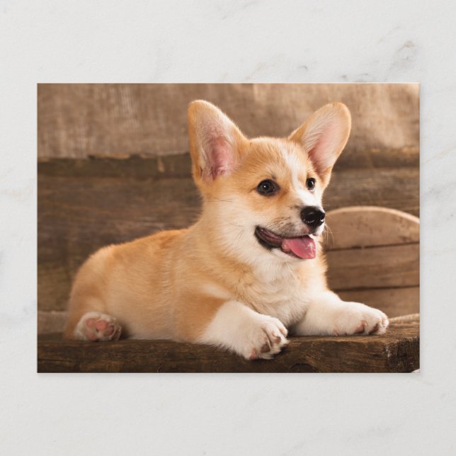 Postal Baby Puppy Corgi (Anverso)