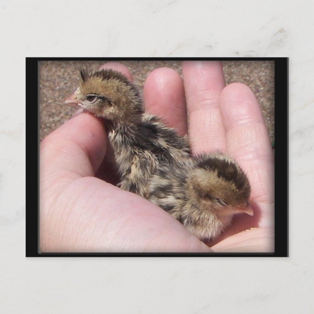 Postal Baby Quail (Anverso)