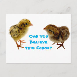 Postal Baby Quail Chick