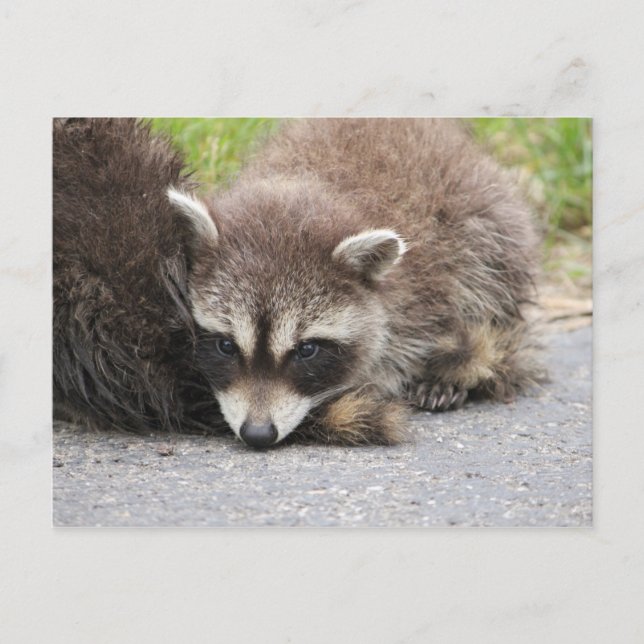 Postal Baby Raccoon (Anverso)