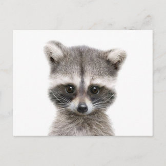 Postal baby raccoon dice hola.