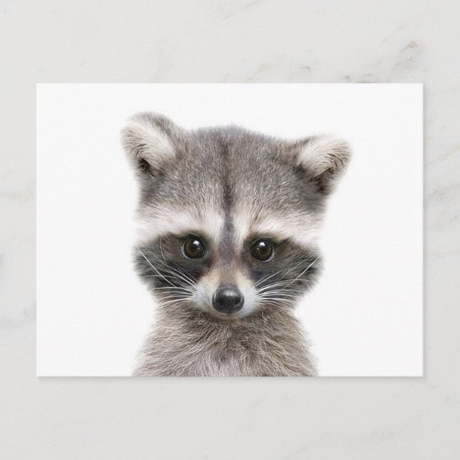 Postal baby raccoon dice hola. (Anverso)