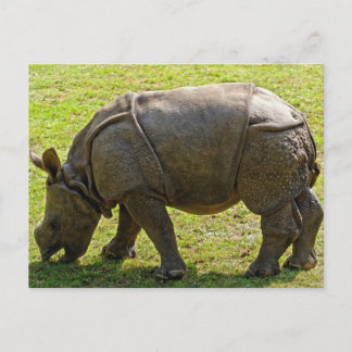 Postal Baby Rhino