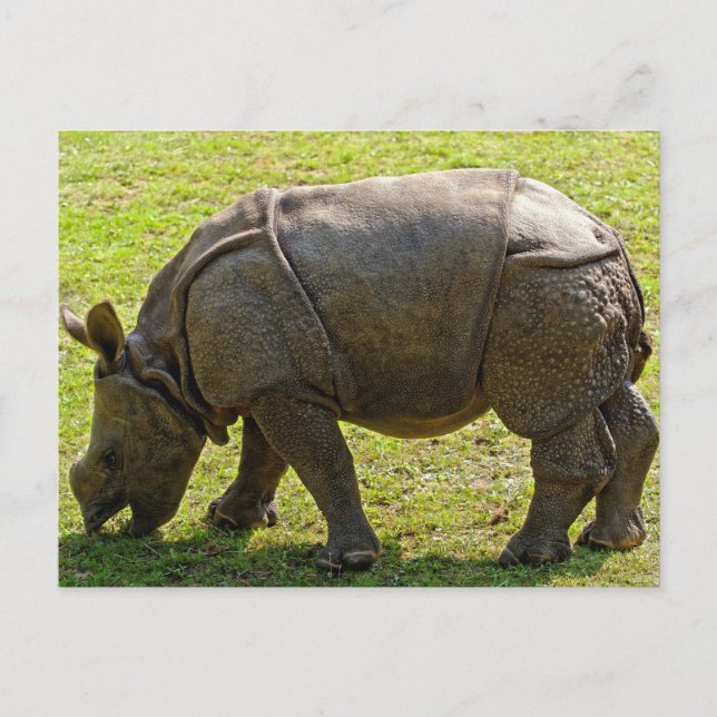 Postal Baby Rhino (Anverso)