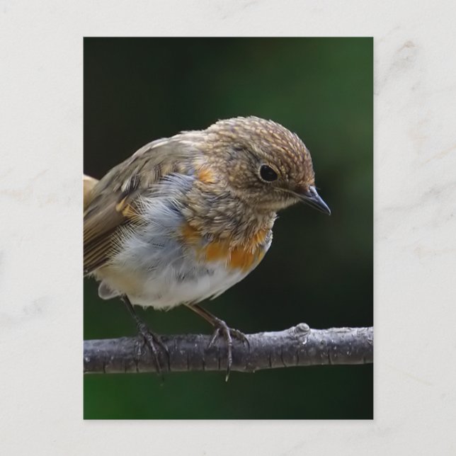 Postal Baby Robin Postcard (Anverso)