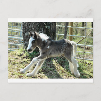 Postal Baby Shaolin 2