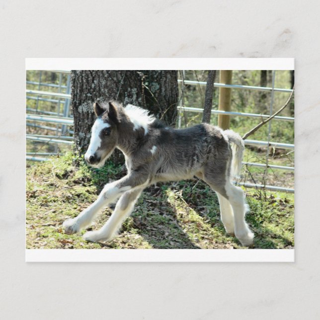 Postal Baby Shaolin 2 (Anverso)