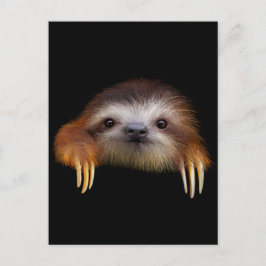 Postal Baby Sloth