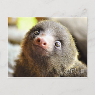 Postal Baby Sloth