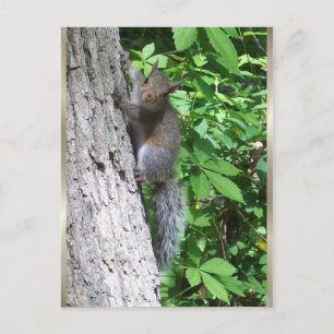 Postal "Baby Squirrel"