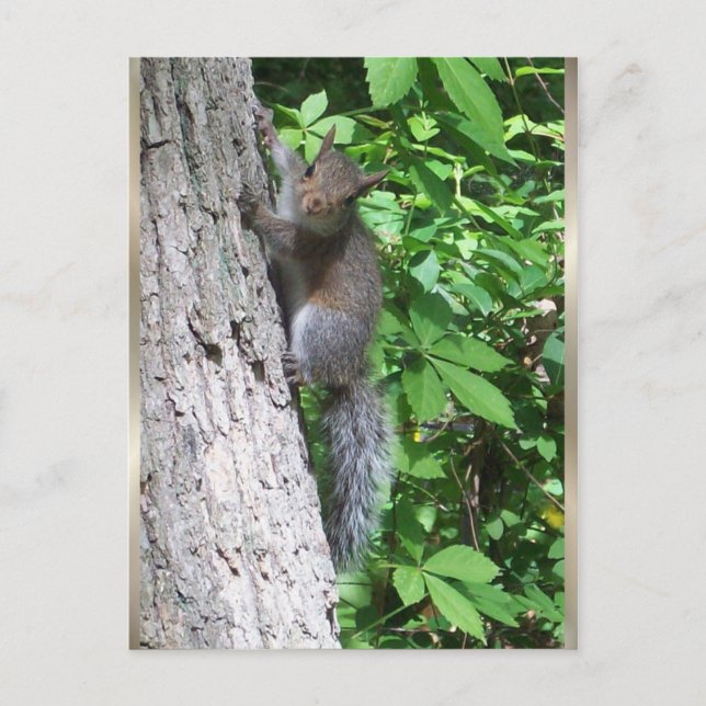 Postal "Baby Squirrel" (Anverso)