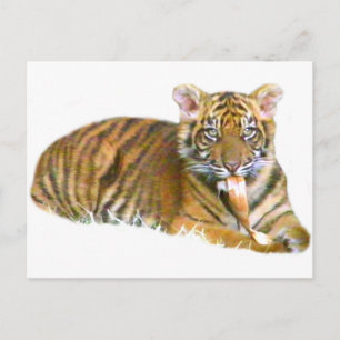 Postal Baby Sumatra Cub_
