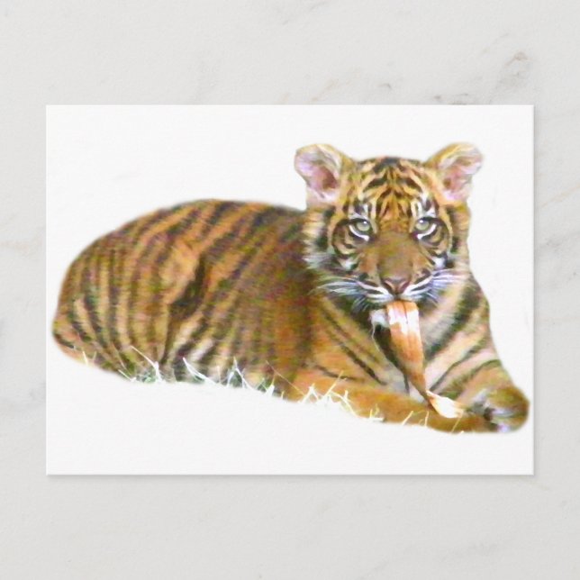Postal Baby Sumatra Cub_ (Anverso)