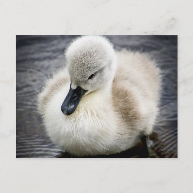 Postal Baby Swan | Cygnet (Anverso)