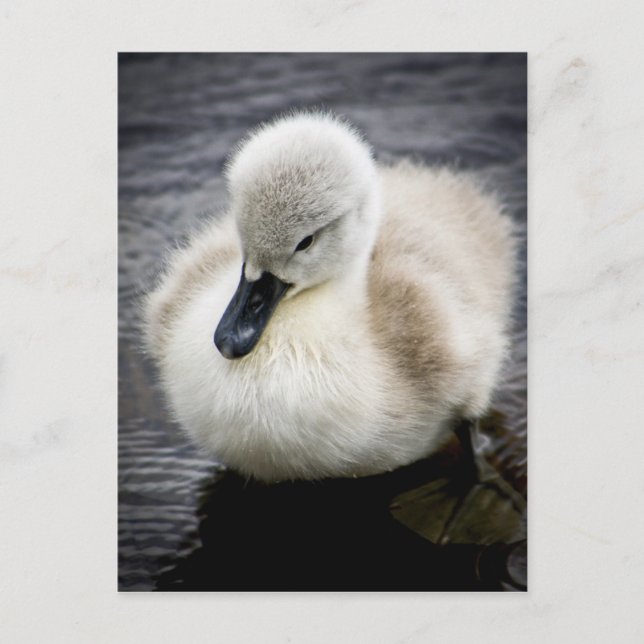 Postal Baby Swan | Cygnet (Anverso)
