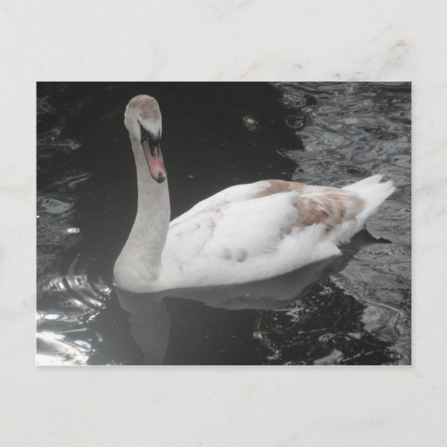 Postal Baby Swan Natación (Anverso)