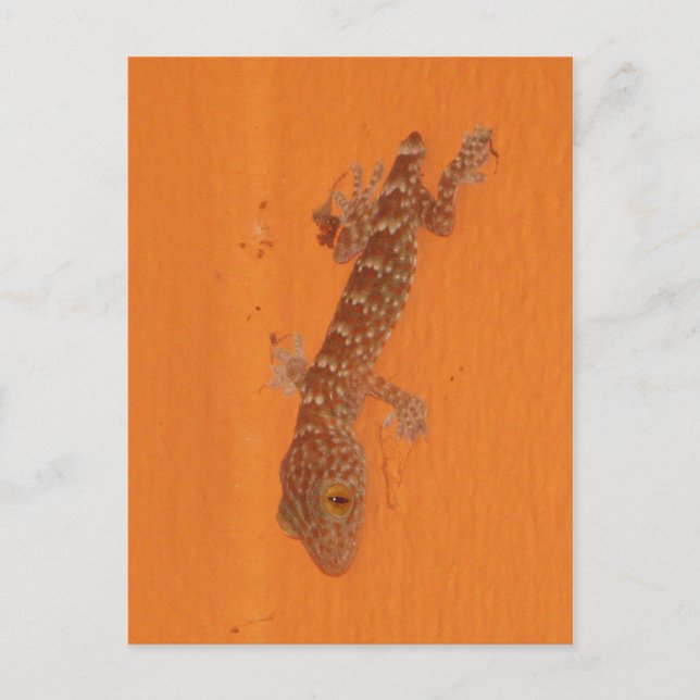 Postal Baby Tokay Gecko (Anverso)