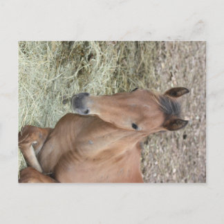 Postal Baby Welsh Pony