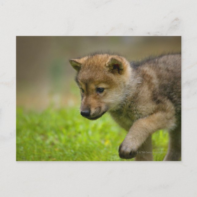 Postal Baby Wolf (Anverso)