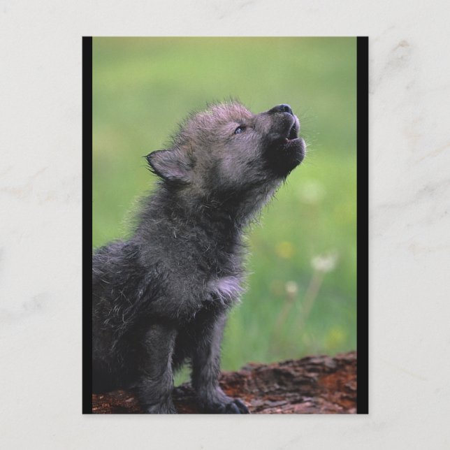 Postal Baby Wolf Howls (Anverso)