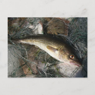 Postal bacalao del mar Báltico.