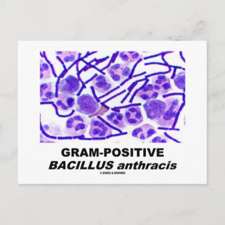 Postal Bacillus anthracis (bacterias) grampositivo