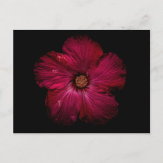 Postal Backyard Flowers No 122 Color Version