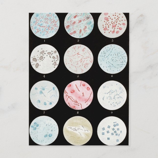 Postal Bacteria (Anverso)