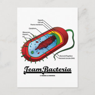 Postal Bacterias de equipo (Prokaryote)