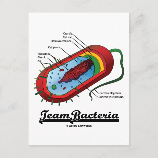 Postal Bacterias de equipo (Prokaryote) (Anverso)