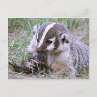 Postal Badger